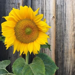 Meet your Posher, Jam